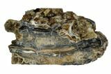 Mammoth Molar Slice With Case - South Carolina #106487-1